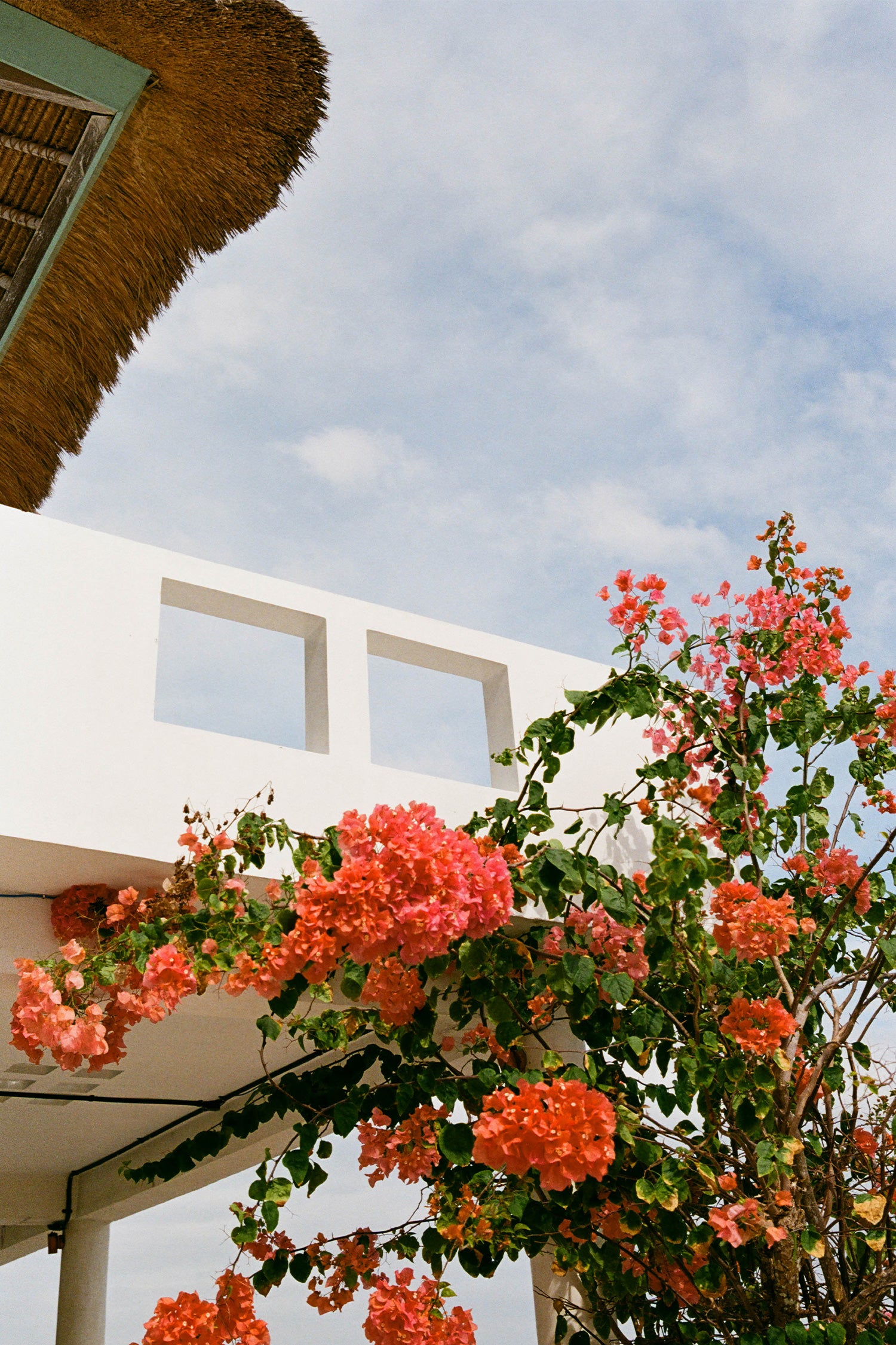 Orange bougainvillea flowers with green leaves climbing over a white modern building under a blue sky with clouds.